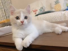 -东方名猫馆·英短金渐层布偶猫舍(环线广场1号楼店)