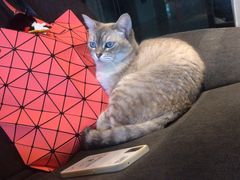 -脉冲品质汽美·贴膜(闵行店)