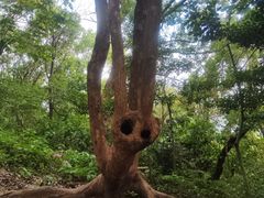 -上海佘山国家森林公园天马山园