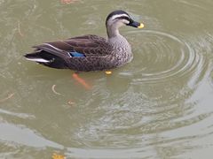 -海珠湖公园