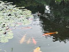 -杭州植物园