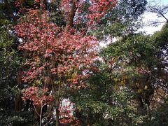 -广州市石门国家森林公园