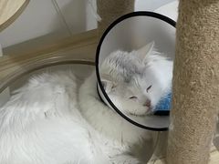 -芭比堂动物医院·24小时·眼科中心(深圳中心)
