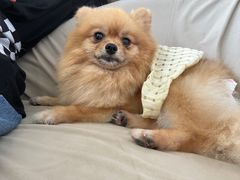 -怪兽屋·羊驼·猫咖·狗咖(俊华广场店)