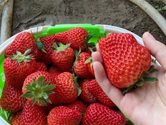 -昌平兴寿秀秀草莓采摘园