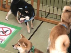 -秋叶原电器街