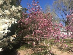 -大兴滨河森林公园