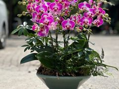 -上海虹桥花卉市场经营管理有限公司-停车场