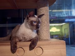 -more than meow吴止猫主题餐厅(承德 中船汇店)