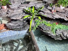 -山水茶艺馆·点心粤菜·30年老字号