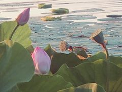 -丁香湖公园