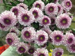 -鹿岛会员店 (龙湖三千集天街店)