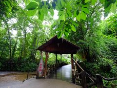 -莫里热带雨林景区