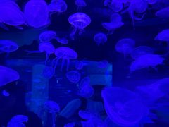 -暹罗海洋世界