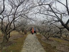 -香雪海