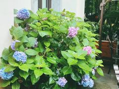 -也枫·小黄楼(南山路旗舰店)