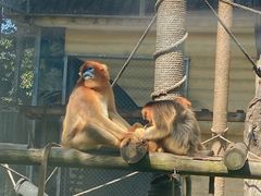 -西安秦岭野生动物园