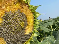 -君乐宝优致牧场