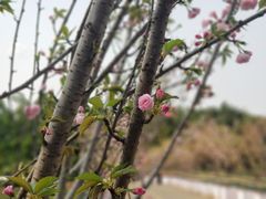 -观澜湖生态运动公社