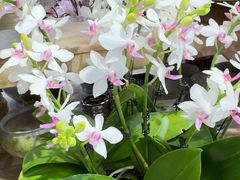 -双季花艺园艺市场(浦东店)