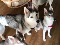 -Husky Go! 哈士奇体验馆·宠物咖啡厅狗咖