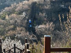 -大岭沟猕猴桃谷风景区