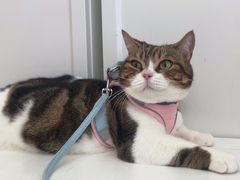 -瑞鹏宠物医院·骨科·猫科·内科(第一中心)