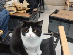 -Heymao猫咖.咖啡厅(东门店)