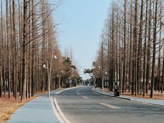 -日照海滨国家森林公园