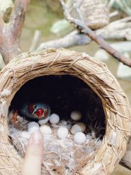 -Zoolung Zoolung动物主题公园(海信广场店)