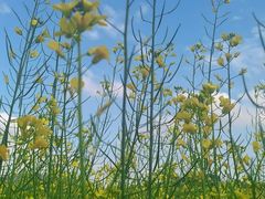 -光明小镇欢乐田园