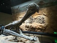 -国家自然博物馆