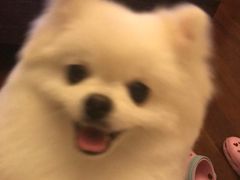 -PETKIT 小佩宠物·低压洗护·美容·寄养(安远店)