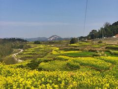 -桑洲油菜花景区