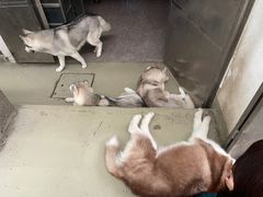 -星多哈·狗咖·拼豆·咖啡