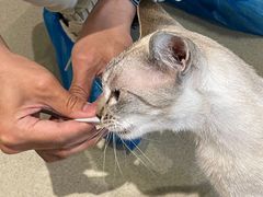 -藏猫猫咖啡主题馆(中央大道店)