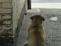 狗子背影-祖母的厨房美式西餐厅(石雀胡同店)