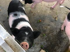 -大连铭湖国际观光牧场