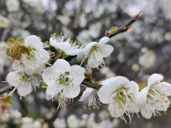 -广州市流溪河国家森林公园