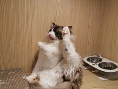-屋虎猫馆(宝安大仟里店)