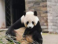 -都江堰中华大熊猫苑