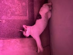 -ZING鲸鱼啤酒(葡萄院店)