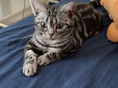 -猫大福·Fortune Cat猫舍(百子湾店)