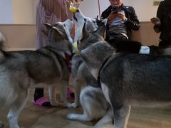 -Husky Go! 哈士奇体验馆·宠物咖啡厅狗咖