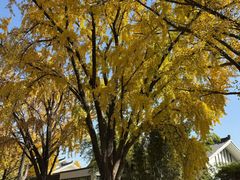 -金原鸭血粉丝汤总店(锁金村店)