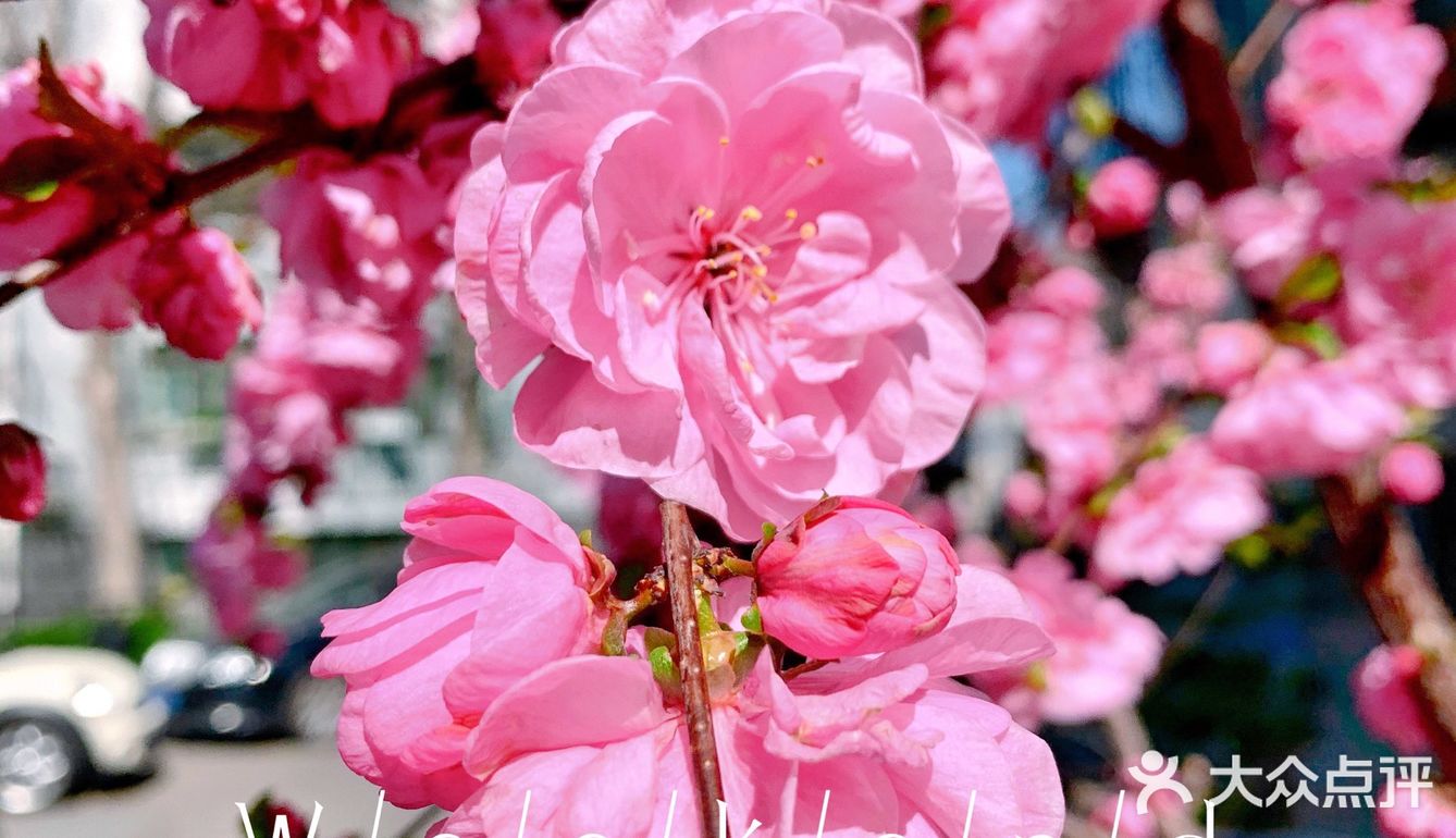 花朵🌺怒放🐝