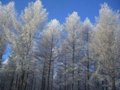 -塞罕坝国家级自然保护区