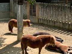 -成都动物园