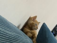 -瑞派宠物医院·犬猫全科·猫友好(宾水西道店)