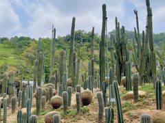-深圳仙湖植物园